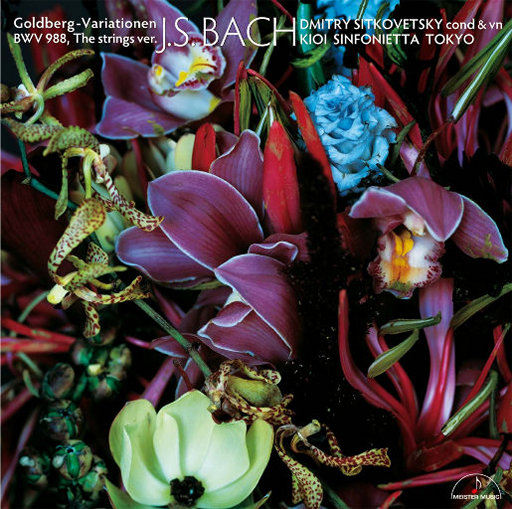 竹内沙里纳夸最经典十句话
